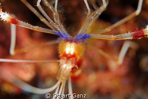 Banded shrimp taken with 60mm macro lens. by Stuart Ganz 